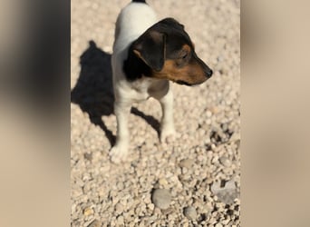 Romeo ,Kleiner Wirbelwind auf vier Pfoten sucht sein großes Glück