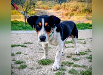 Pancho - dreifarbiger Sonnenschein sucht sein Glück