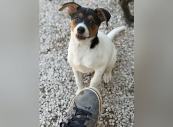 Kleine Zaubermaus mit großen Träumen sucht ihr Für-immer-Zuhause!