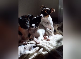 Mia - kleiner Wirbelwind sucht ihre Familie