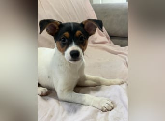 Kleine Zaubermaus mit großen Träumen sucht ihr Für-immer-Zuhause!