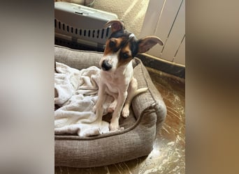 Mia - kleiner Wirbelwind sucht ihre Familie