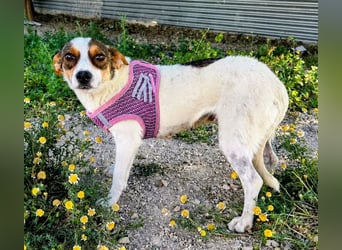 Guinda - zarte kleine Hundemama sucht ihr Zuhause