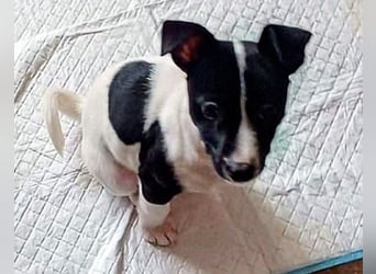 Luna - kleiner Sonnenschein auf vier Pfoten möchte die Welt entdecken