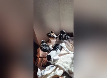 Teddy-Kleine Pfoten auf der Suche nach großem Glück