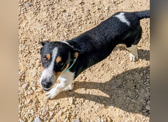 Pancho - dreifarbiger Sonnenschein sucht sein Glück