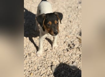 Romeo ,Kleiner Wirbelwind auf vier Pfoten sucht sein großes Glück