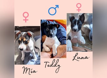 Mia - kleiner Wirbelwind sucht ihre Familie