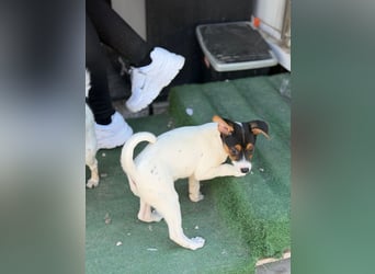 Kleine Zaubermaus mit großen Träumen sucht ihr Für-immer-Zuhause!