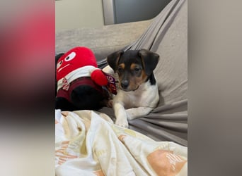 Romeo ,Kleiner Wirbelwind auf vier Pfoten sucht sein großes Glück