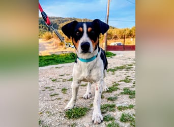 Pancho - dreifarbiger Sonnenschein sucht sein Glück