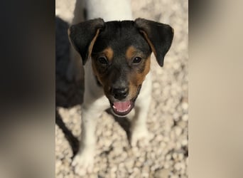 Romeo ,Kleiner Wirbelwind auf vier Pfoten sucht sein großes Glück