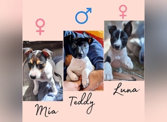 Mia - kleiner Wirbelwind sucht ihre Familie