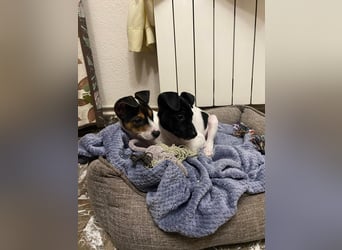 Mia - kleiner Wirbelwind sucht ihre Familie