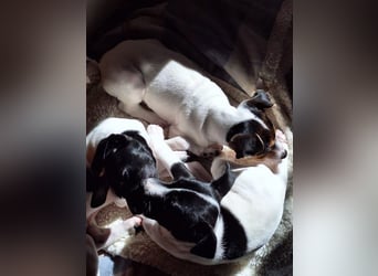 Mia - kleiner Wirbelwind sucht ihre Familie