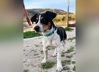 Pancho - dreifarbiger Sonnenschein sucht sein Glück