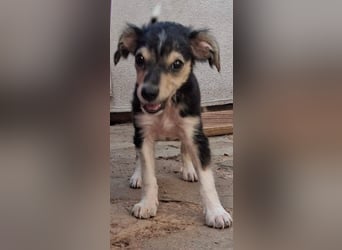 Spunk ist ein kleiner Herzensbub