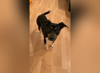 Thais, katzenfreundlich und sehr sozial