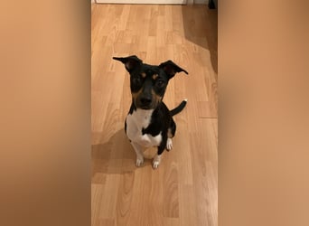 Thais, katzenfreundlich und sehr sozial