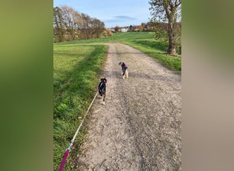 Thais, katzenfreundlich und sehr sozial