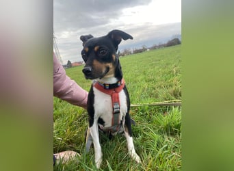 Thais, katzenfreundlich und sehr sozial