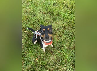 Thais, katzenfreundlich und sehr sozial