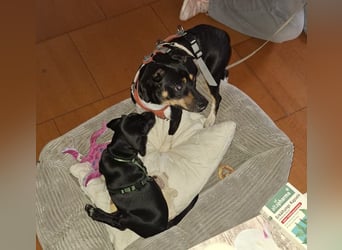 Thais, katzenfreundlich und sehr sozial