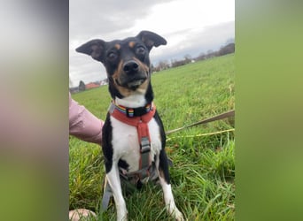 Thais, katzenfreundlich und sehr sozial