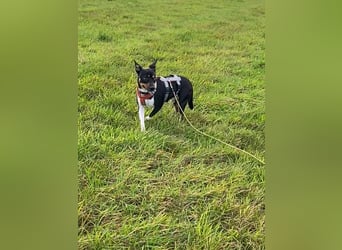 Thais, katzenfreundlich und sehr sozial