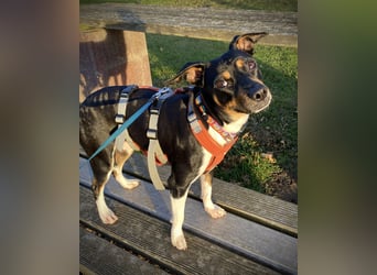 Thais, katzenfreundlich und sehr sozial