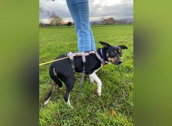 Thais, katzenfreundlich und sehr sozial