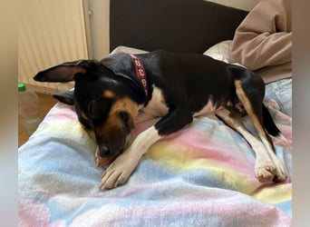 Thais, katzenfreundlich und sehr sozial