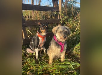 Thais, katzenfreundlich und sehr sozial