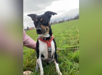 Thais, katzenfreundlich und sehr sozial