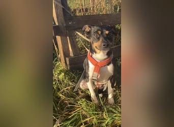 Thais, katzenfreundlich und sehr sozial