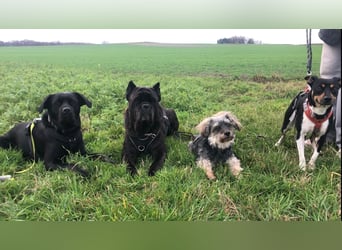 Thais, katzenfreundlich und sehr sozial