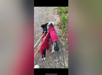 Thais, katzenfreundlich und sehr sozial