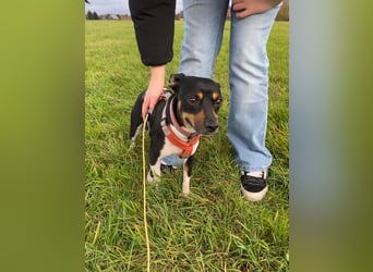 Thais, katzenfreundlich und sehr sozial