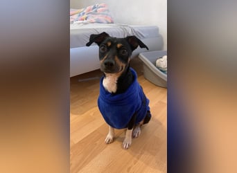 Thais, katzenfreundlich und sehr sozial