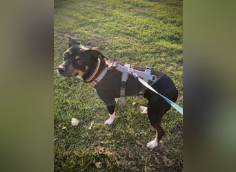 Thais, katzenfreundlich und sehr sozial