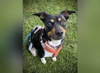 Thais, katzenfreundlich und sehr sozial