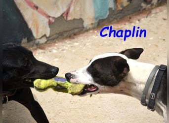 Chaplin geb. 04/2024 (ESP) - charmanter, verspielter und geselliger Bodeguero-Podenco-Mix!