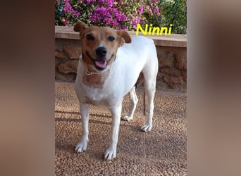 Ninni geb. 06/2024 (ESP) - unkomplizierte Hundedame sucht ihr Glück!