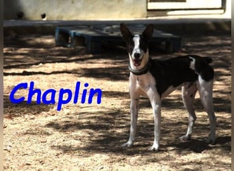Chaplin geb. 04/2024 (ESP) - charmanter, verspielter und geselliger Bodeguero-Podenco-Mix!