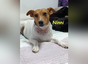 Ninni geb. 06/2024 (ESP) - unkomplizierte Hundedame sucht ihr Glück!
