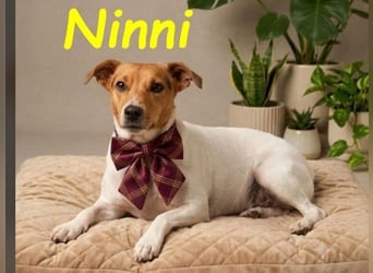 Ninni geb. 06/2024 (ESP) - unkomplizierte Hundedame sucht ihr Glück!