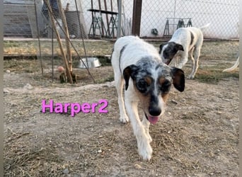 Harper geb. 03/2022 (ESP) - unkompliziertes Mischlingsmädchen, ein ganz besonderer Schatz!