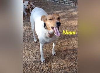 Ninni geb. 06/2024 (ESP) - unkomplizierte Hundedame sucht ihr Glück!