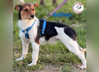 Gofrey geb. 05/2025 (ESP) - verträglicher und liebevoller Junghund sucht sein Zuhause!