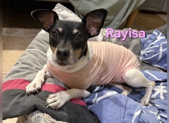 Rayisa geb. 03/2019 (ESP) - unkomplizierte Traumhündin, ein echter Sonnenschein!